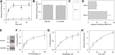 Production of recombinant human xCT (SLC7A11) and reconstitution in proteoliposomes for functional studies